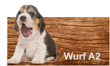 Wurf A2