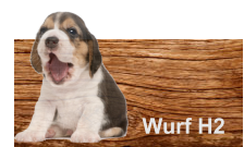 Wurf H2