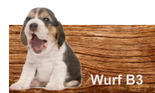 Wurf B3