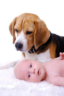 Beagles von Amade Austria