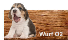 Wurf O2